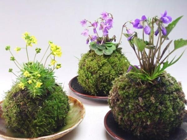 Kokedama valmistaa japanilaisen puutarhataiteen sammalpalloa itse