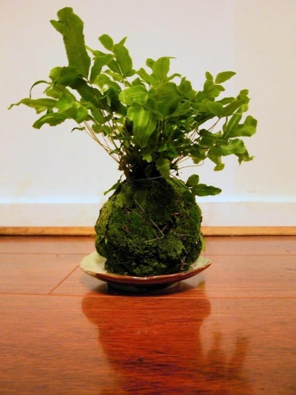 Kokedama valmistaa japanilaisia ​​sammalpalloja itse