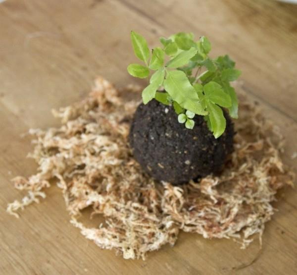 Kokedama itse valmistaa japanilaisia ​​sammalpallokoristeita