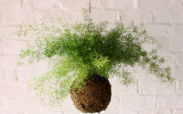Kokedama itse valmistaa japanilaisia ​​sammalapallon saniaisia ​​riippuvia kasveja