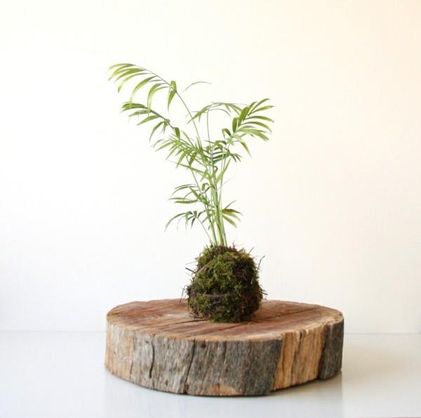Kokedama itse valmistaa japanilaisia ​​sammalpalloja sammalpalloja
