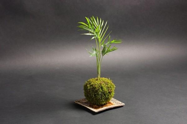 Kokedama itse tekee japanilaisista sammalpalloista koristeellisen sisäkämmenen