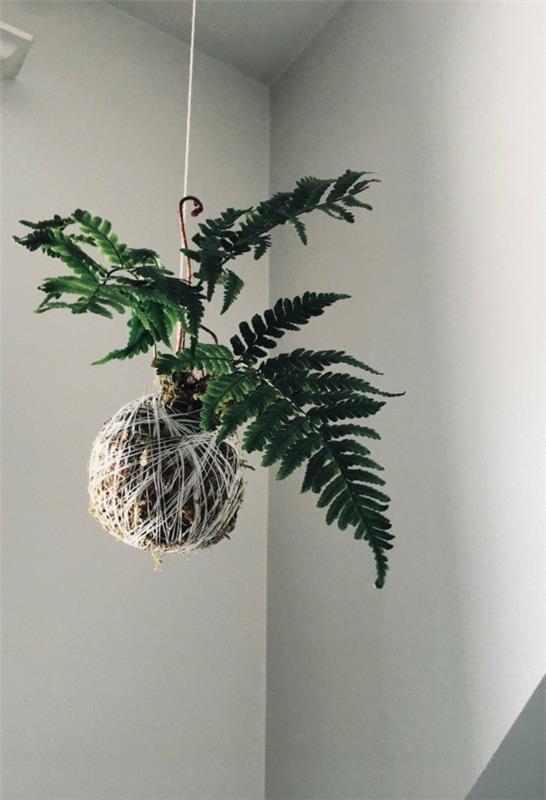 Kokedama itse saa japanilaisia ​​huonekasveja roikkumaan