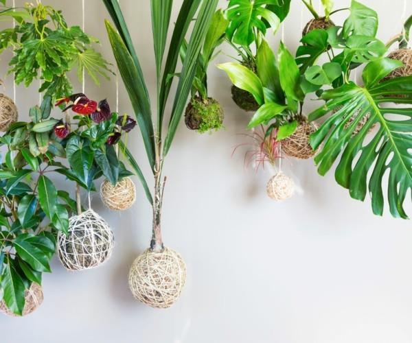 Kokedama itse valmistaa alkuperäisiä riippuvia huonekasveja