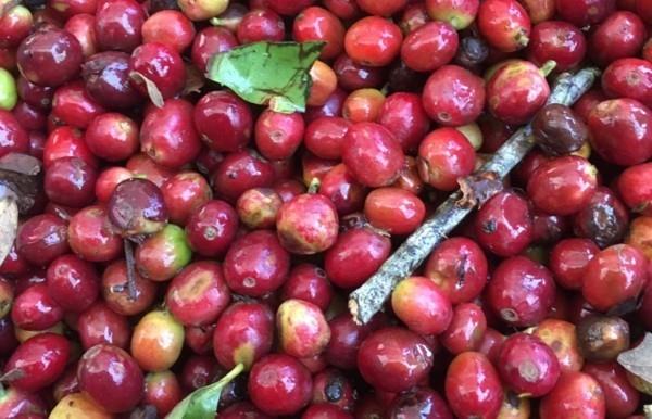Kopi Luwak kahvi kissa kahvi maailman kallein kahvi kahvi kasvi kahvi kirsikat