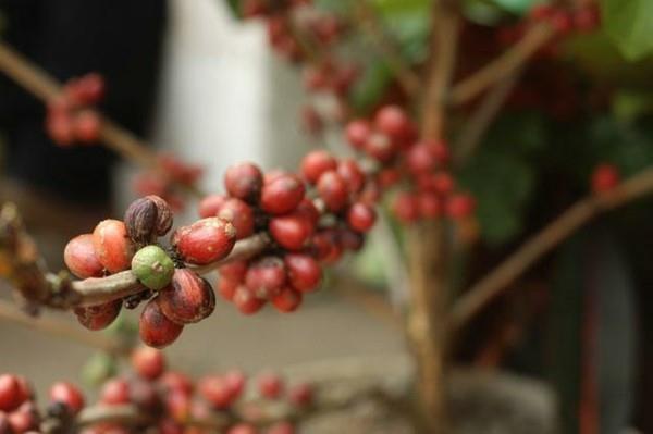 Kopi Luwak kahvi kissa kahvi maailman kallein kahvi