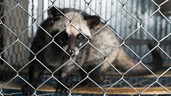 Kopi Luwak kahvi kissa kahvi kallein kahvi hiipiä kissa kiinni