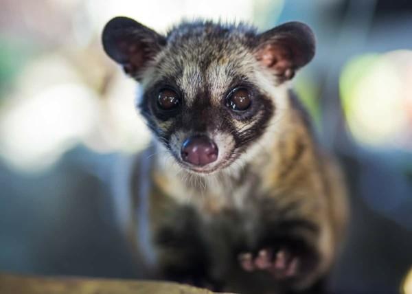 Kopi Luwak kahvikissa kahvi kallein kahvi villi hiipivä kissa