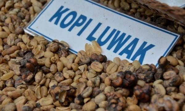 Kopi Luwak Kahvi Hinta Kissa Kahvi Kallein kahvi Indonesia
