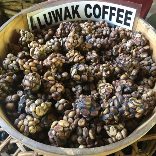 Kopi Luwak kahvi ostaa kissakahvi kallein kahvi kakka kahvi