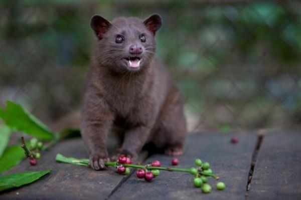 Kopi Luwak osta kahvi kissa kahvia kallein kahvi villi ryömiä kissa kahvi kirsikat