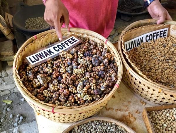 Kopi Luwak kahvi ostaa kissakahvi kallein kahvi