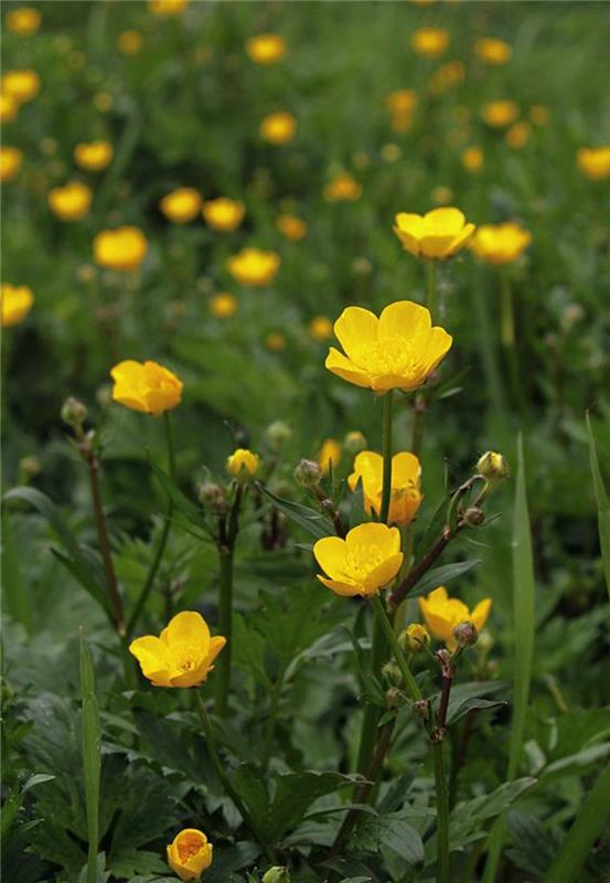 Hiipivä leinikki Ranunculus örepens kauniita kevään kukkia kuvia