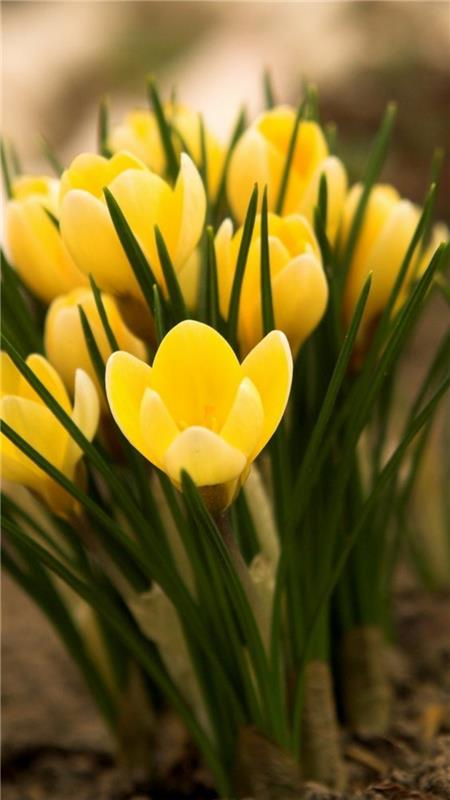 Crocus keltainen krookus kauniita kevään kukkia kuvia