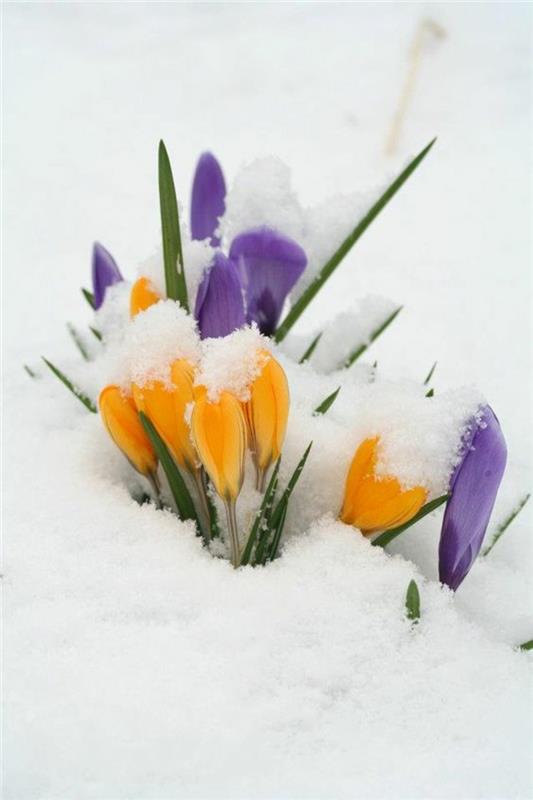 Crocus lumessa Crocus kauniita kevätkukkia kuvia