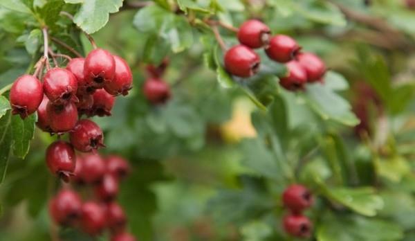 Yrtit orapihlaja pensaana luonnossa punaisia ​​marjoja