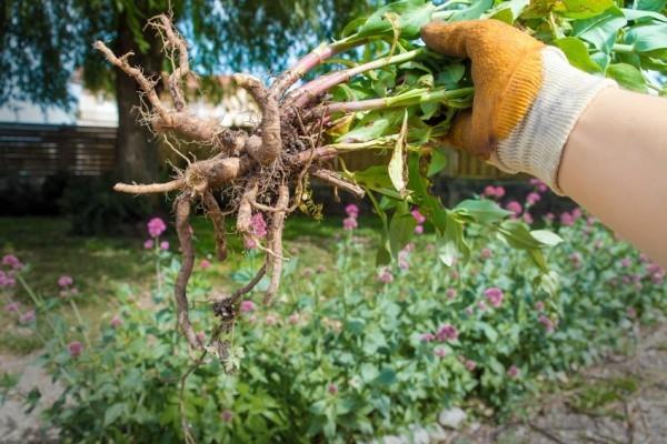 Yrtit terveelle unelle Valerian -juuret