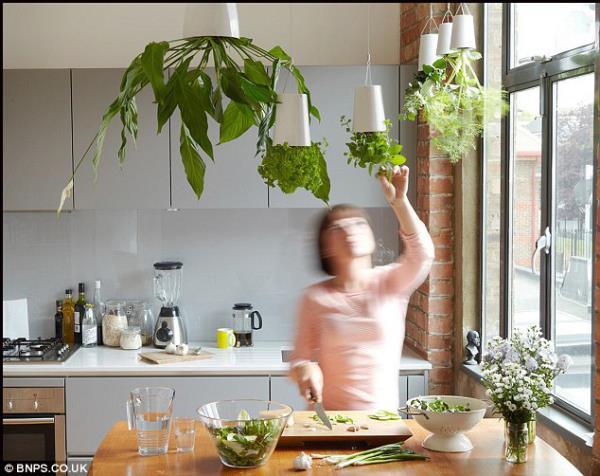 Kasvavat yrtit kotona säilyttävät tuoreen maun, erikoisen aromin