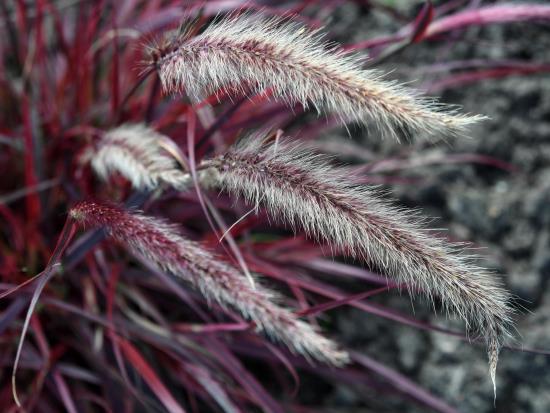 Pennisetum-piikkimaiset kukat syyskuun lopussa