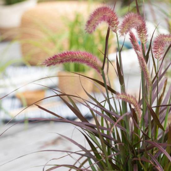 Pennisetum loppukesällä, tuuheat, pehmeät kukkapiikit, rehevät, kapeat vihreät lehdet