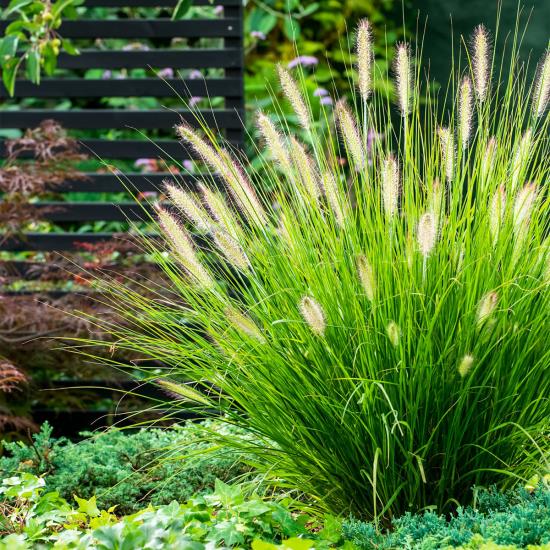 Pennisetum kukkii puutarhassa, vehreät, piikkimaiset kukat