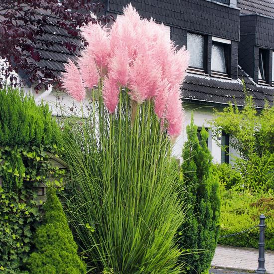 Lampunpuhdistusaine ruoho vaaleanpunainen kukka piikittää todellisen katseenvangitsijan puutarhassa n. 150 cm korkea