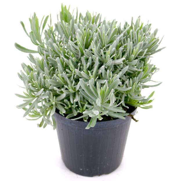 Laventelikasvit - pieni ruukku laventelilla