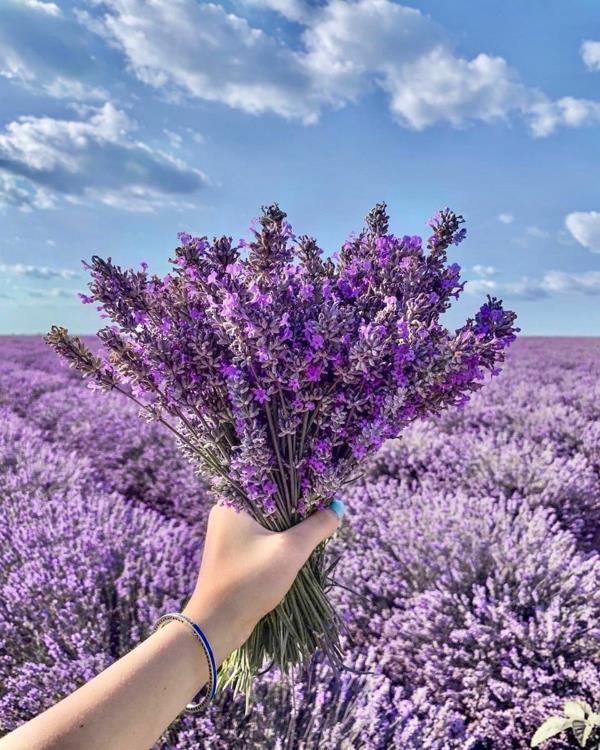 Laventelileikkaus laventelikimpussa