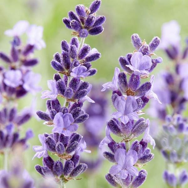 Milloin leikata laventelin lajikkeita laventeli Englanti laventeli