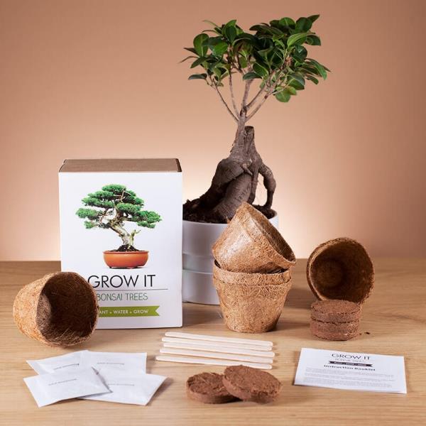 Ihastuttavia ja epätavallisia lahjoja parhaan ystäväsi bonsai -pakkaukselle itsesi kasvattamiseen