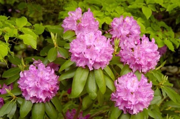 Leikkaa violetti ja vihreä rhodendron -väreille