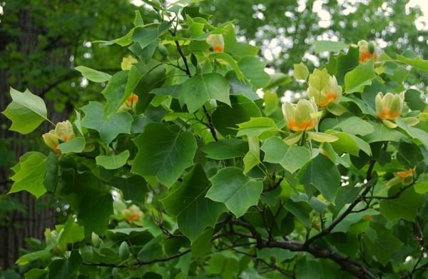 Liriodendron tulipifera tulppaani puu talon puu