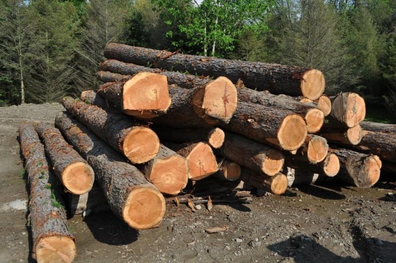 lehtikuusta edut metsäpuumateriaali