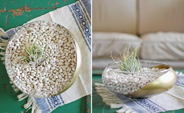 Ilmakasvien terrarium diy -projekti lauren donaldson