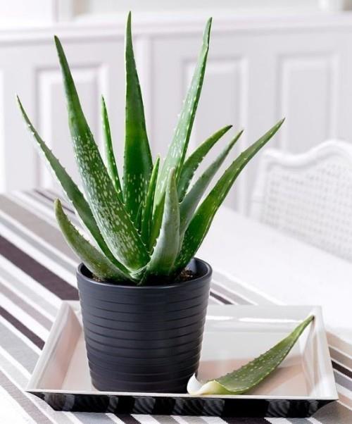 Ilmaa puhdistavat kasvit aloe vera