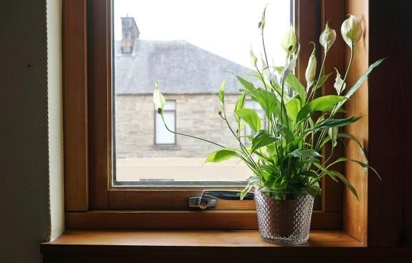Ilmaa puhdistavat sisäkasvit Peace Lily täydellinen toimistoon ja kotiin