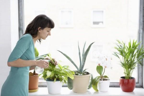 Säilytä ilmanpuhdistavat sisäkasvit oikein kotona, kastelu, lannoitus