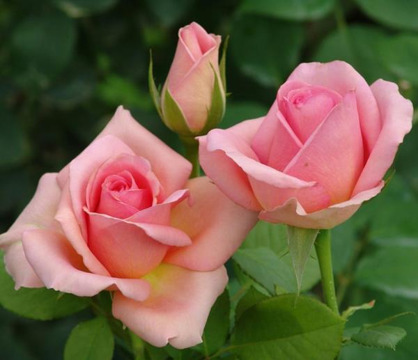 Taistele täitä ruusuilla kotiin korjaustoimenpiteitä kirvoja ruusupensaan kukinta -aika