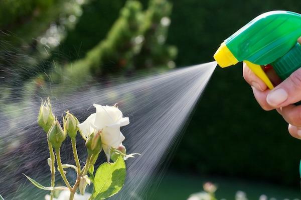 Täitä ruusuja spray kotona korjaustoimenpiteitä kirvoja
