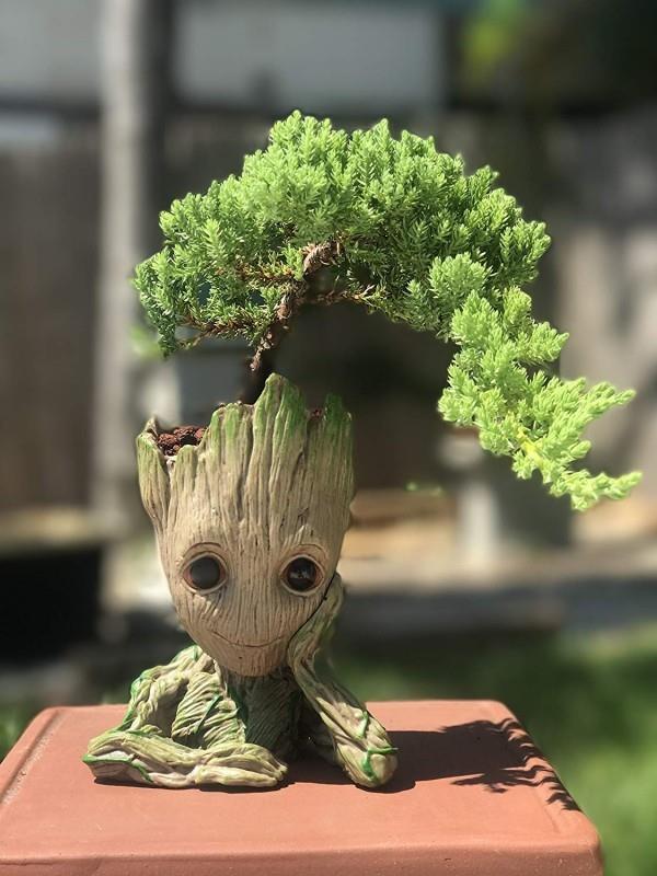Hauska yhdistäminen - bonsai -puu