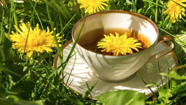 Voikukka lääkekasvi monipuolinen käyttö erilaisiin sairauksiin Kuppi voikukka teetä ruoho keltaisia ​​kukkia