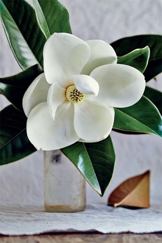 Magnolia kukkii oksia maljakoissa upeassa koristuksessa