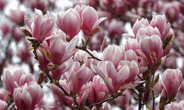Magnolia -lannoitusjousen kärjet