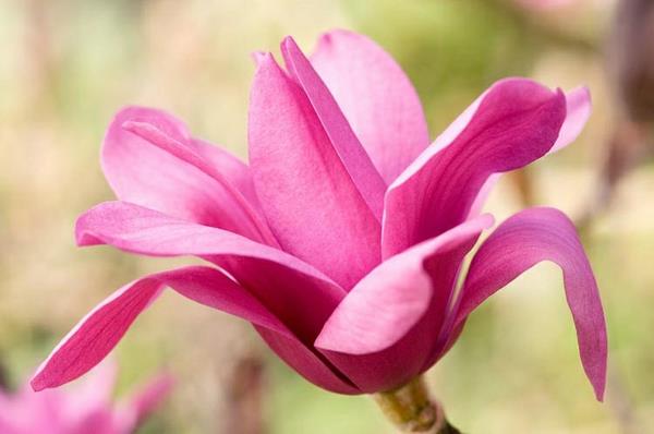 Magnolia lannoittaa kevään orgaanista lannoitetta