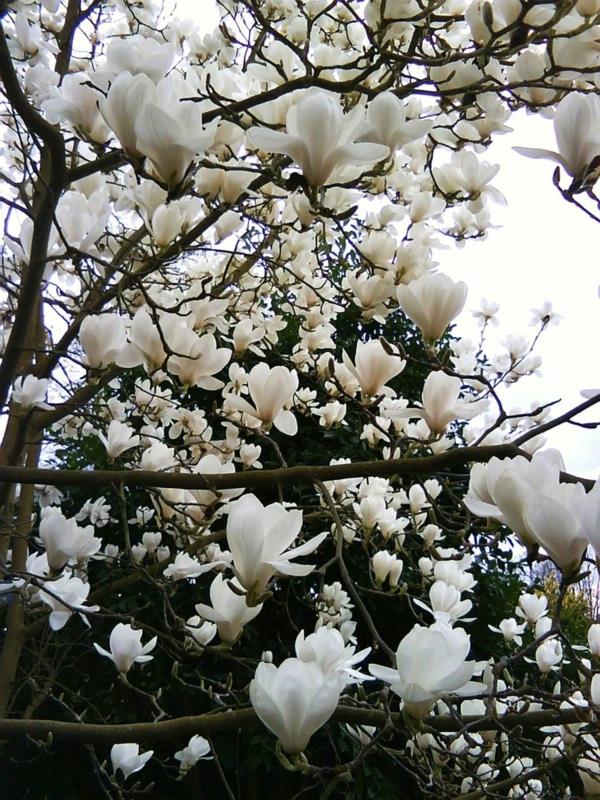 Magnolia lannoittaa kevään valkoisia kukkia