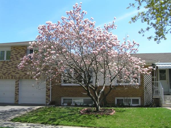 Magnolia lannoittaa magnoliapuutarhaa