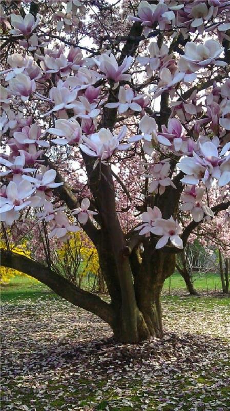 Magnolia lannoittaa magnoliapuuta