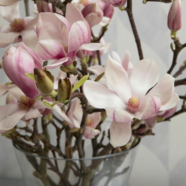 Magnolia lannoittaa magnolia kukka maljakko