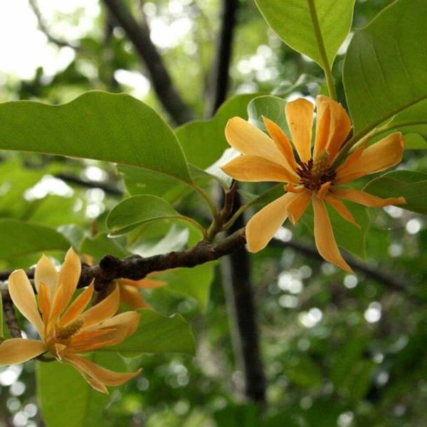 Magnolia lannoittaa keltaisia ​​kukkia