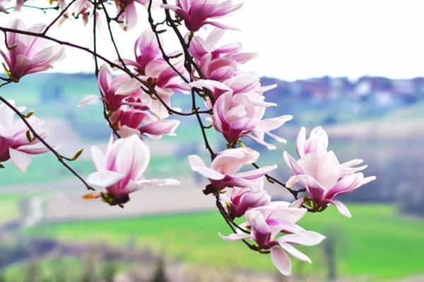 Magnolia lannoittaa kauniita kukkia luonnollisesta lannoitteesta